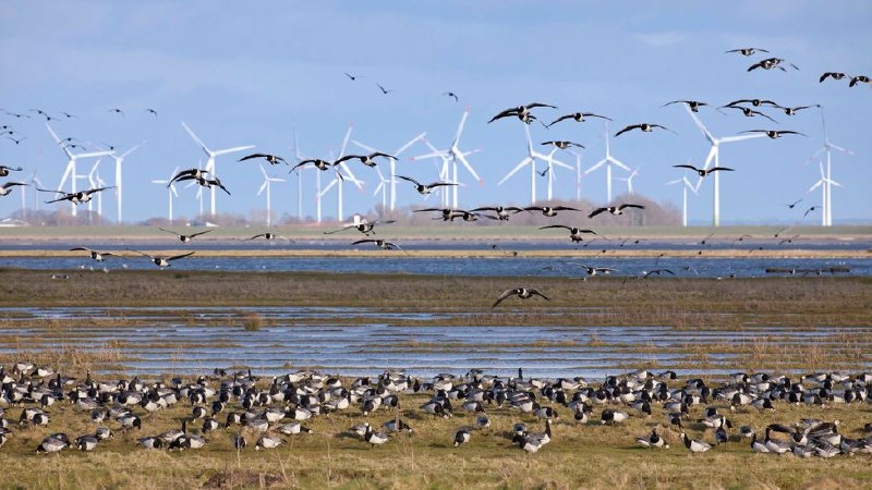 Trump admin cites national security to widen clampdown on wind farms