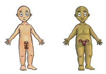 NEW - Minnesota to hand out paper transgender dolls to children as young as 4, the paper dolls feature removable genitalia and were created for children to 