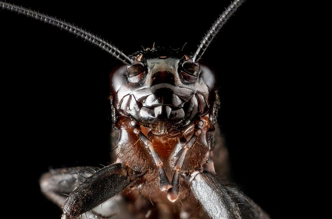NEW - A new study shows crickets actively groom and 