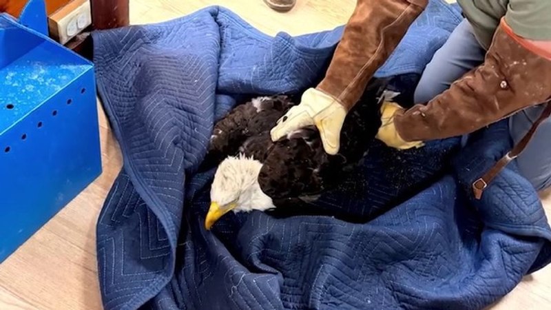 Jackie, arguably the world's most famous bald eagle, dies