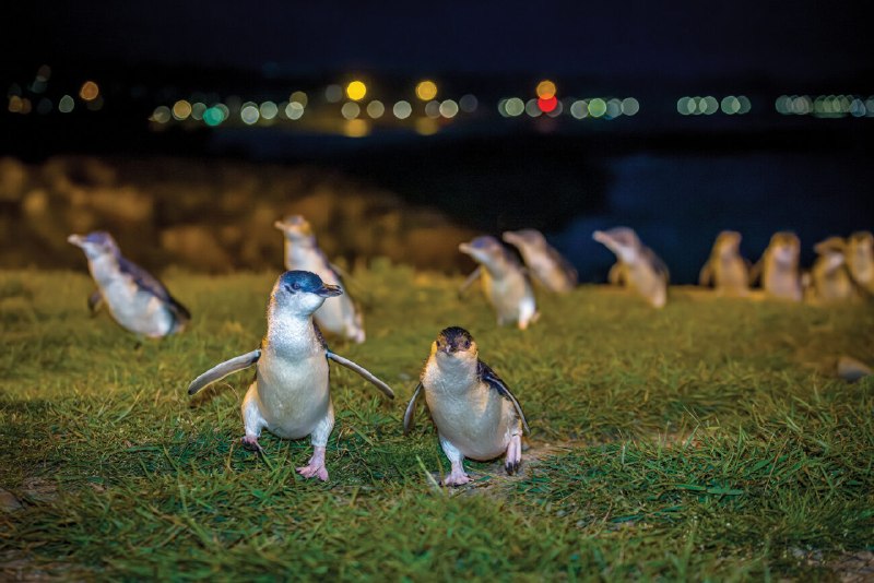 Australia to vaccinate over 5,000 little penguins amid H5 bird flu outbreak